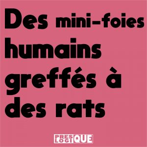 Des mini-foies humains ont été gref­fés à des rats